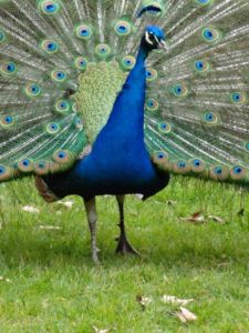 The Bois de Vincennes features plenty of surprises