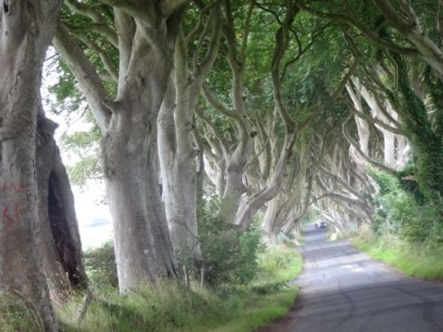 The Dark Hedges